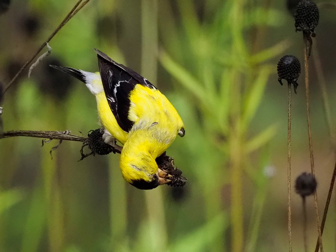 Goldfinch contortions to reach ripe seeds