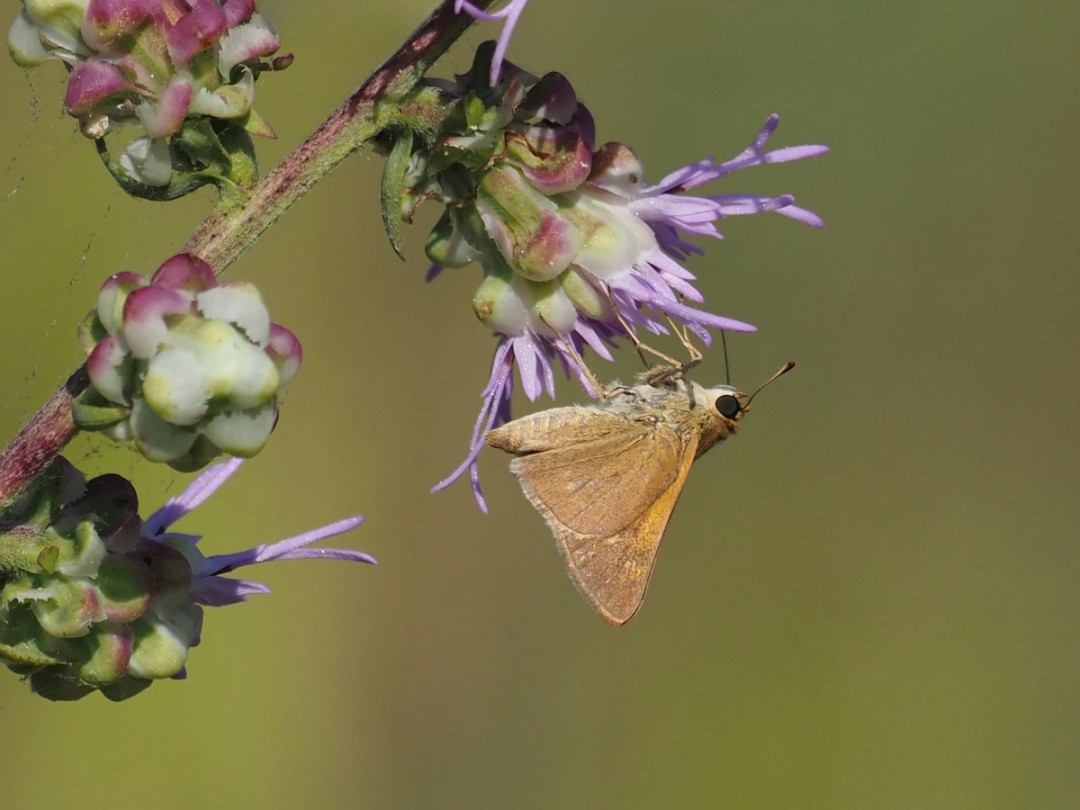 Tawny Edged Skipper