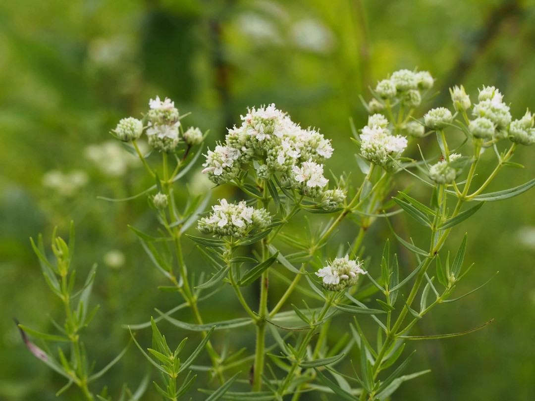 Stem and linear leaves