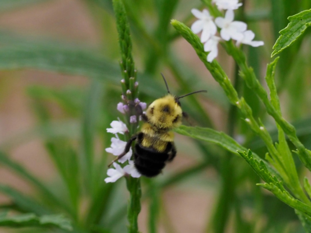Two-spotted bumble bee