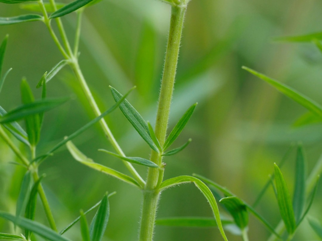 Green stem with short hairs