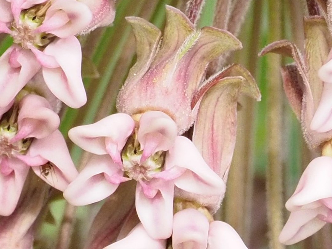 Flower and calyx