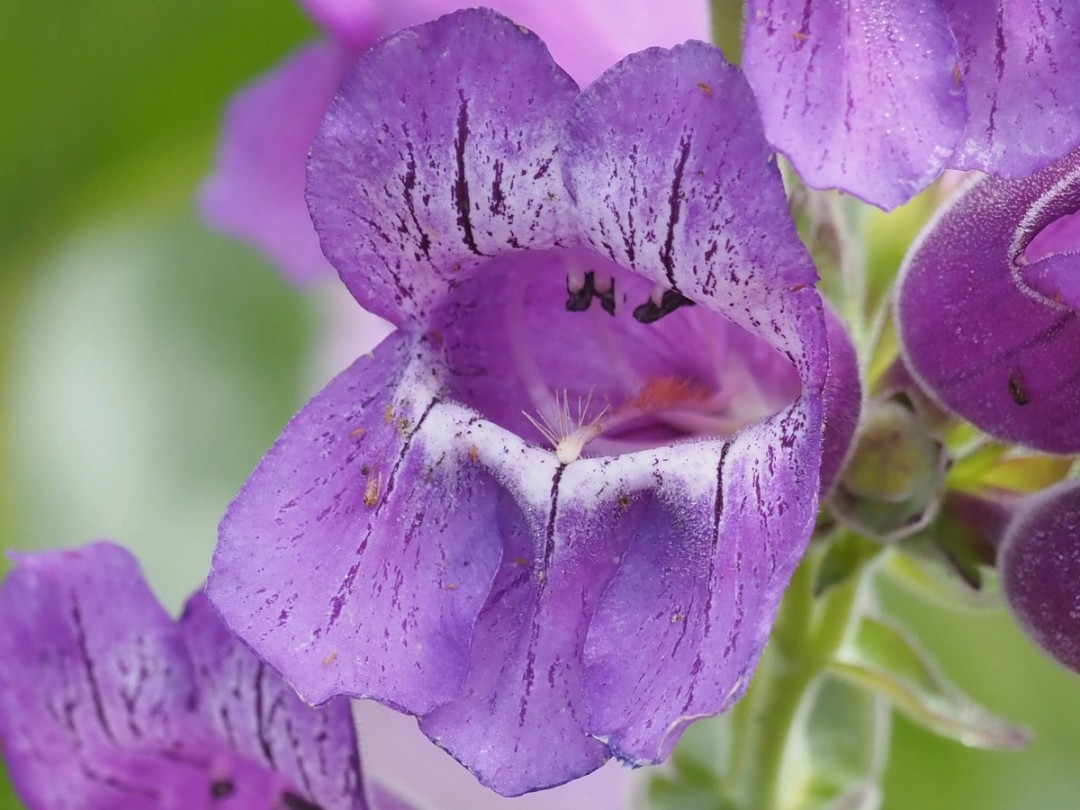 Penstemon cobaea