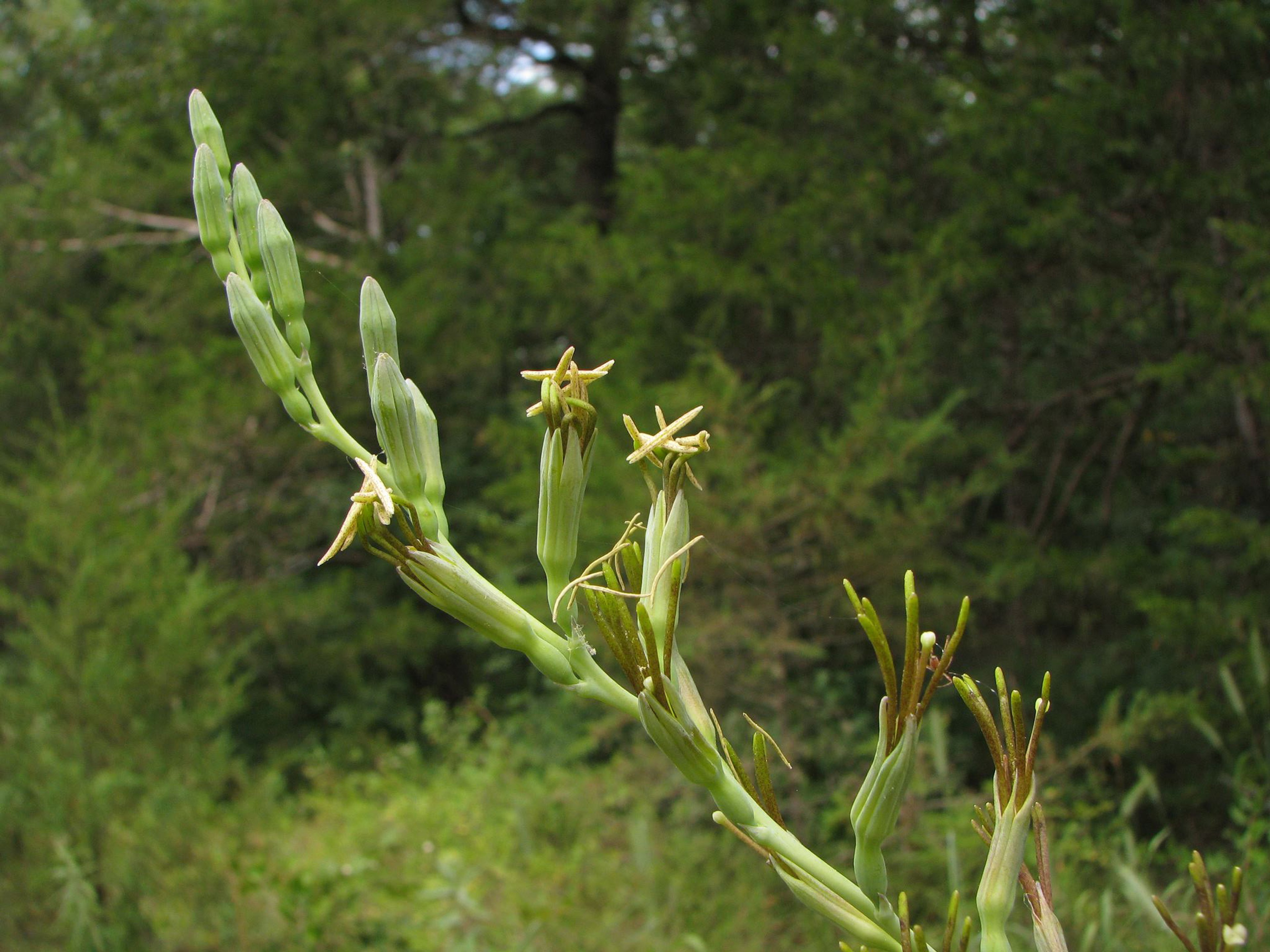 Manfreda virginica at woodland edge