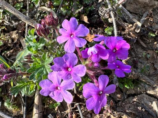 Rose Verbena flowers