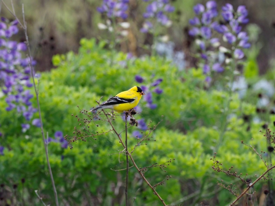 Goldfinch eating seeds of Gray headed coneflower