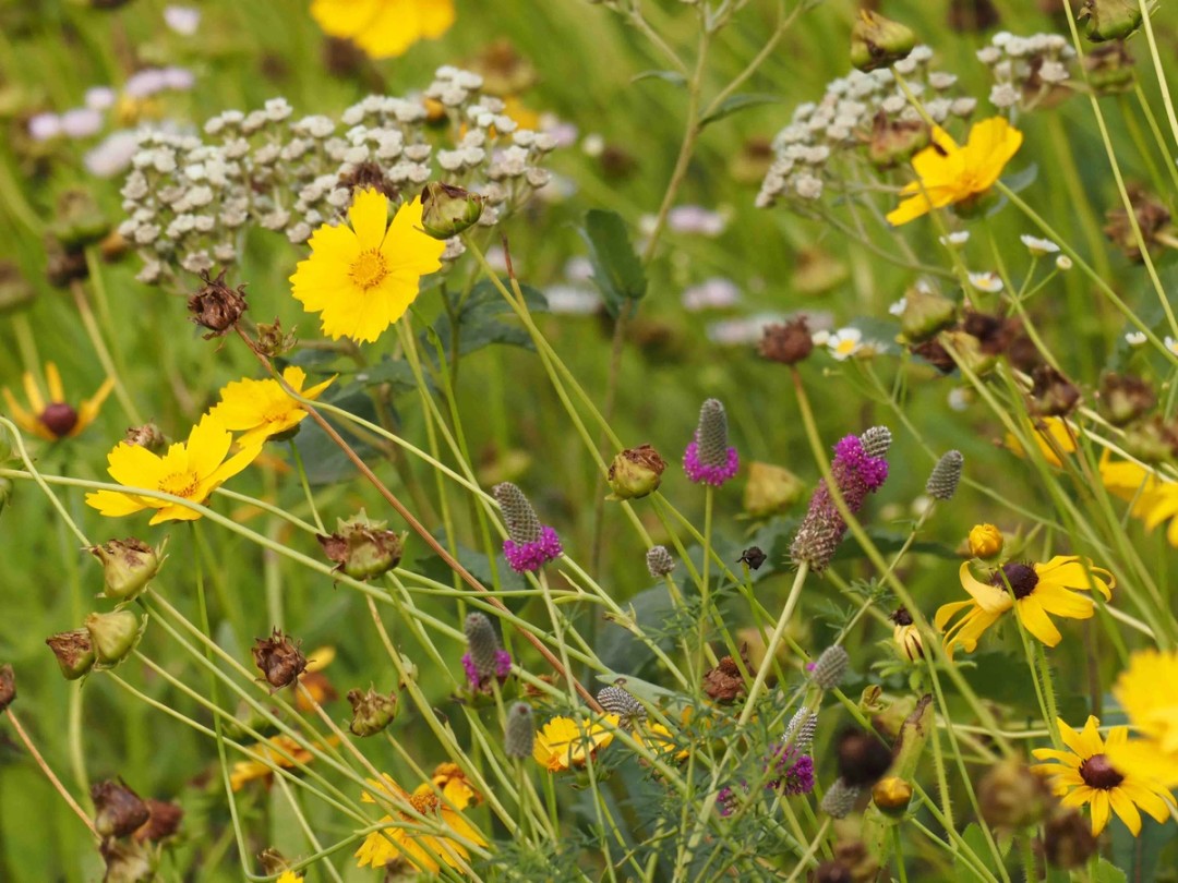 Coreopsis grandiflora and Parthenium integrifoloium