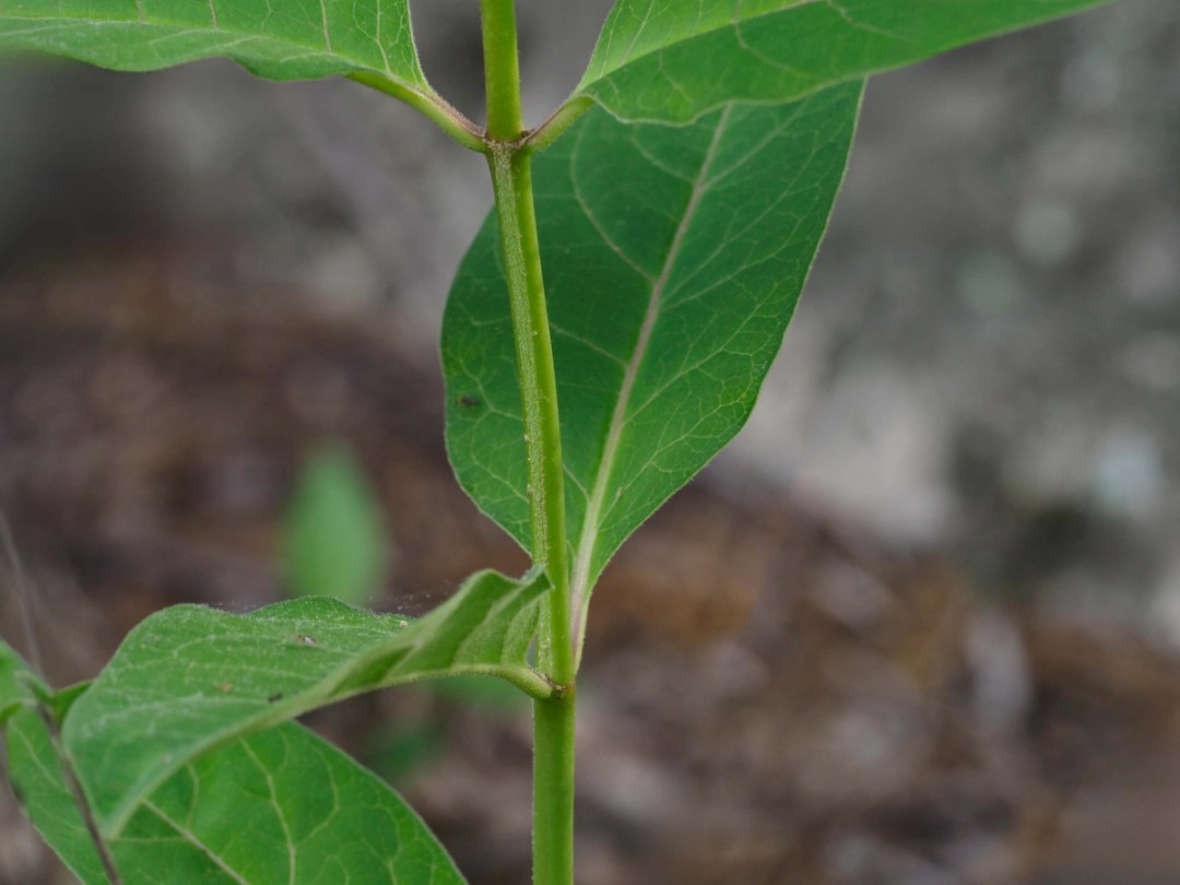 Stem