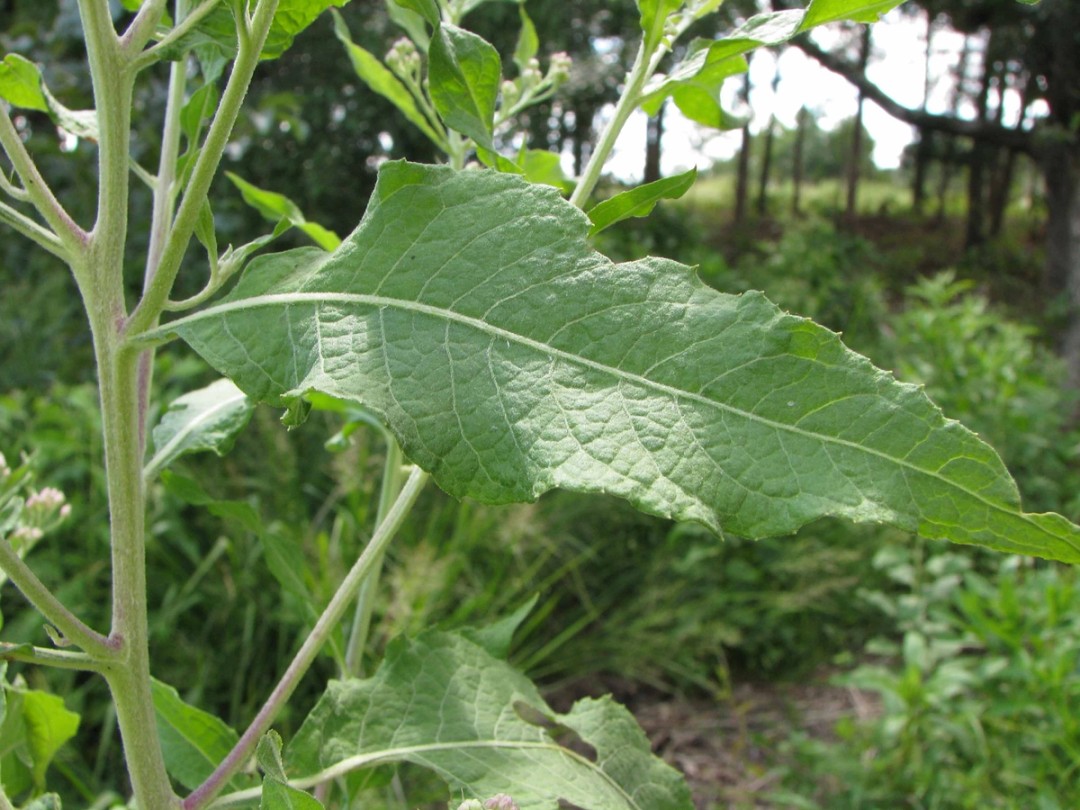Hairy stem