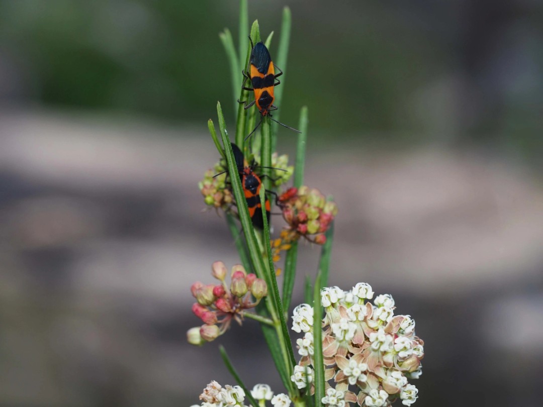 Oncopeltus fasciatus (Large milkweed Bug)