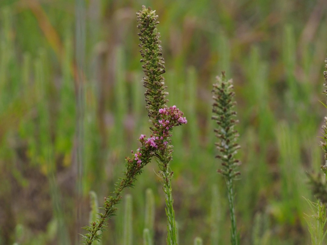 with Liatris pycnostachya