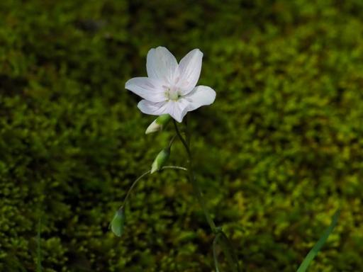 Light pink flower