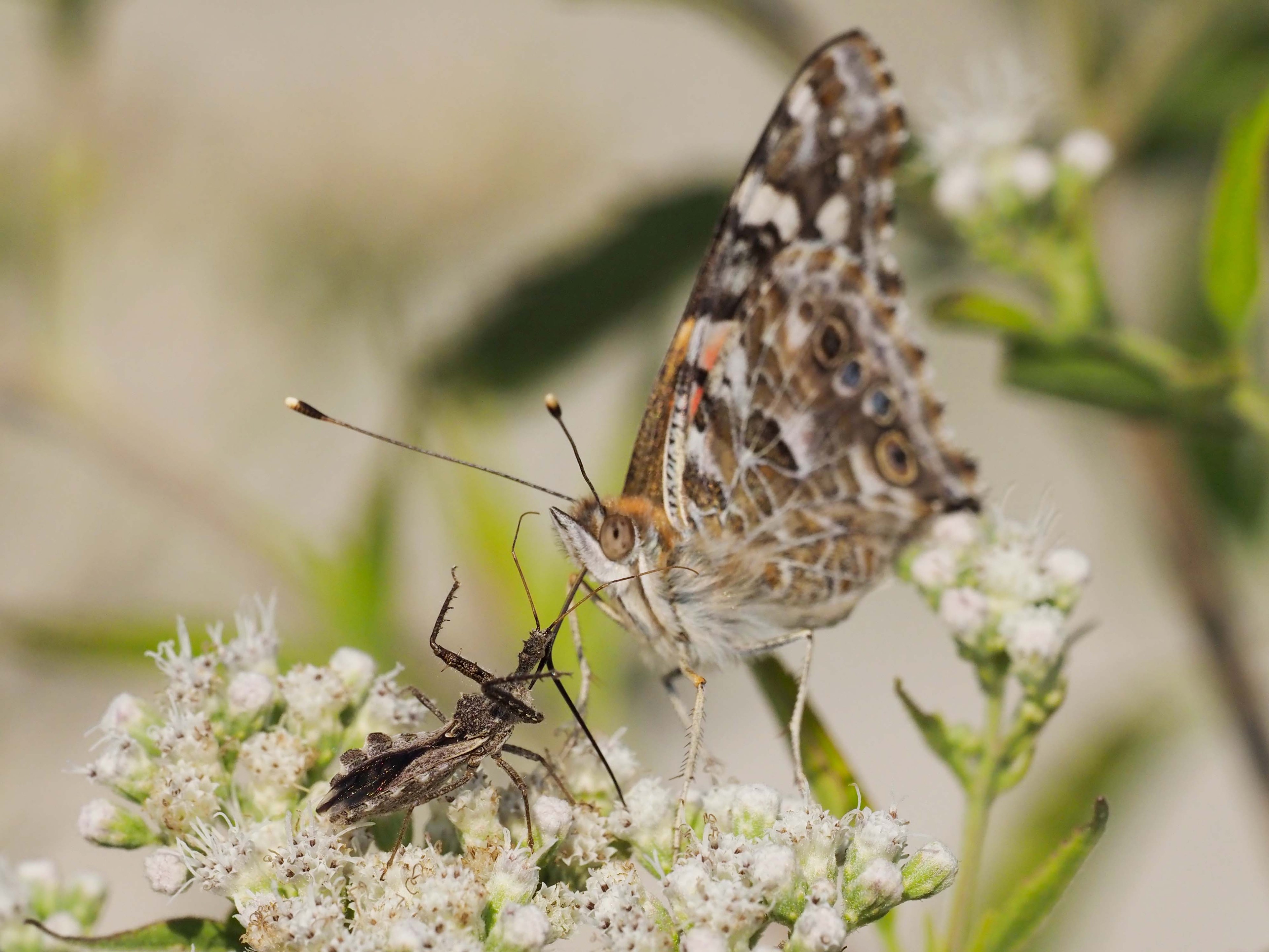 Assassin bug threatens an Painted Lady Butterfly