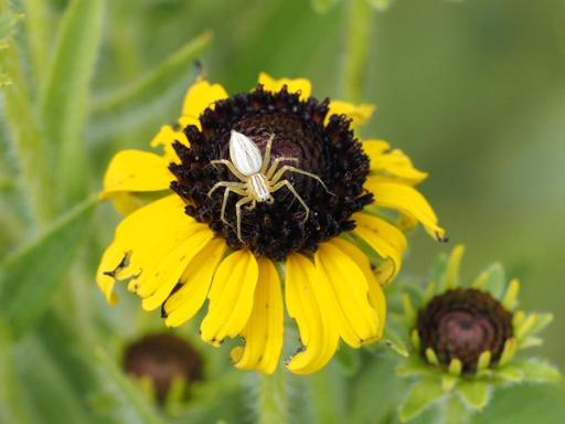 Striped Lynx Spider