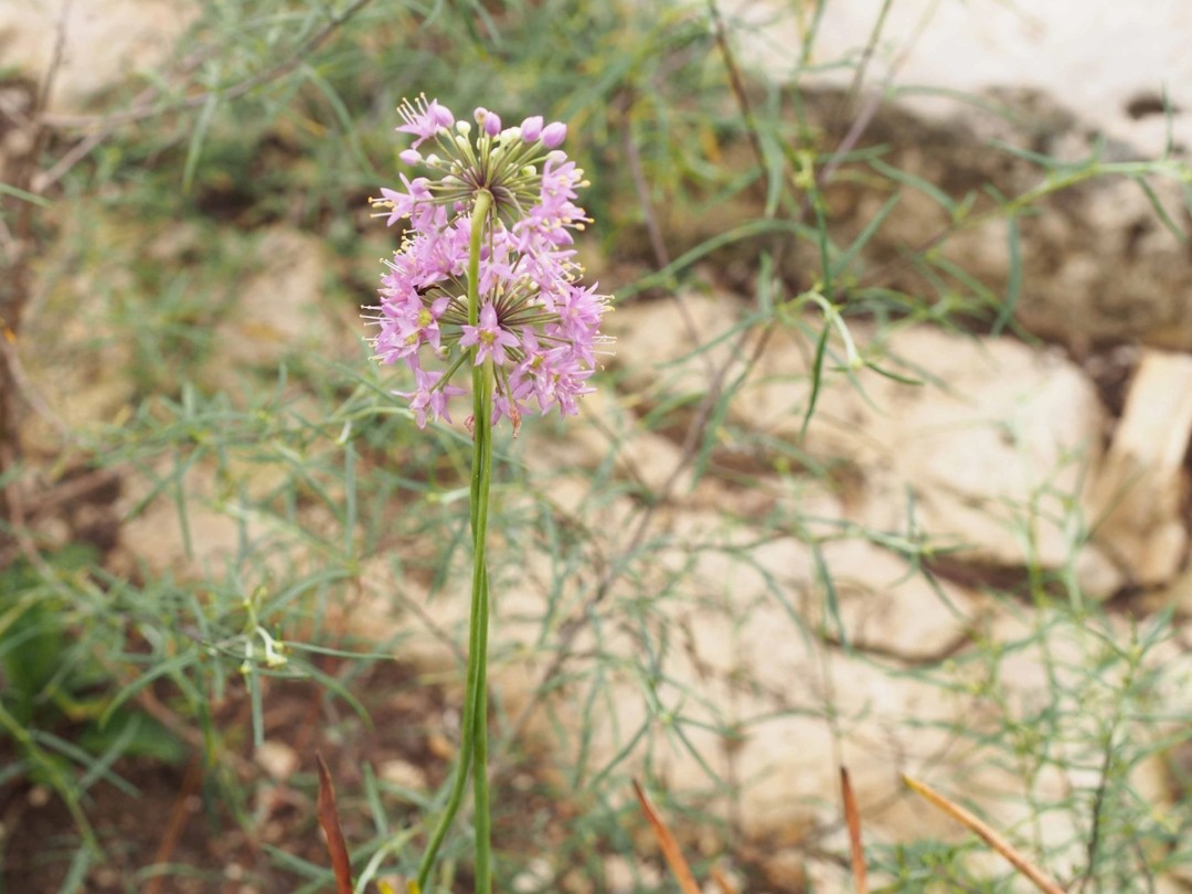 with Palafoxia callosa