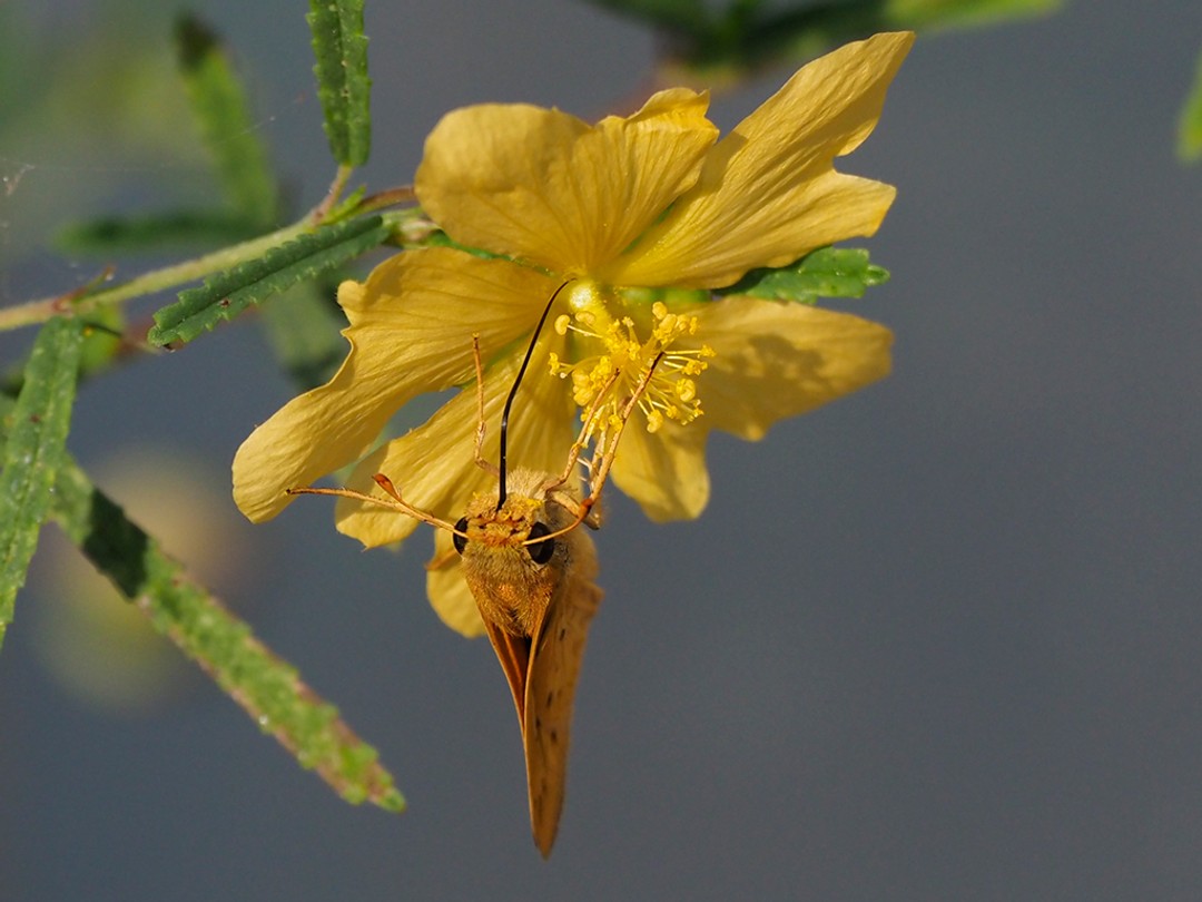 Fiery skipper
