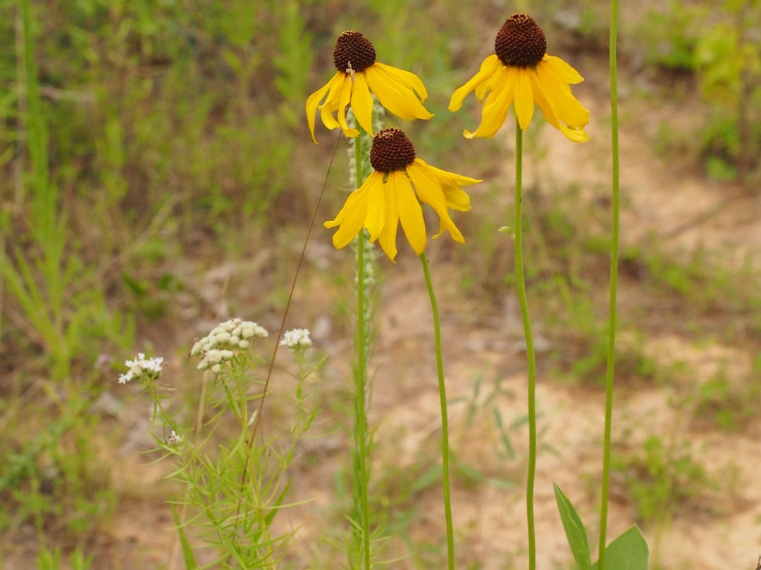 with Pycnanthemum tenuifolium