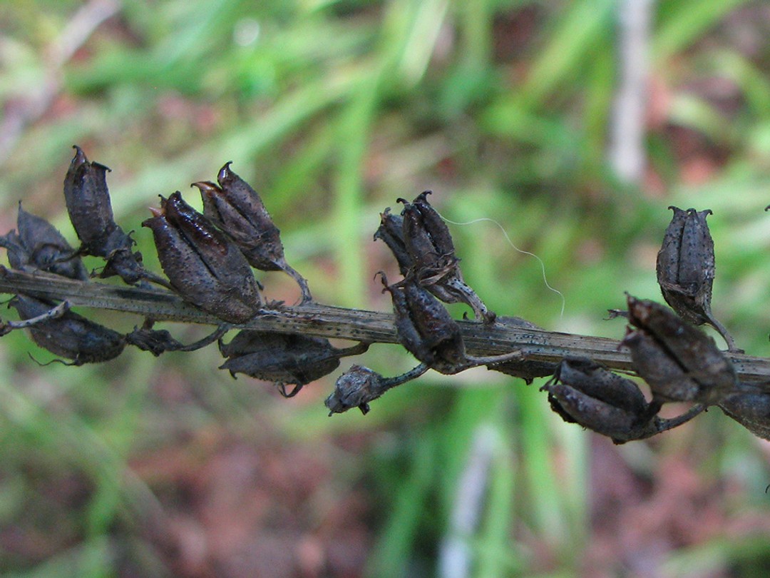Ripe seed pods