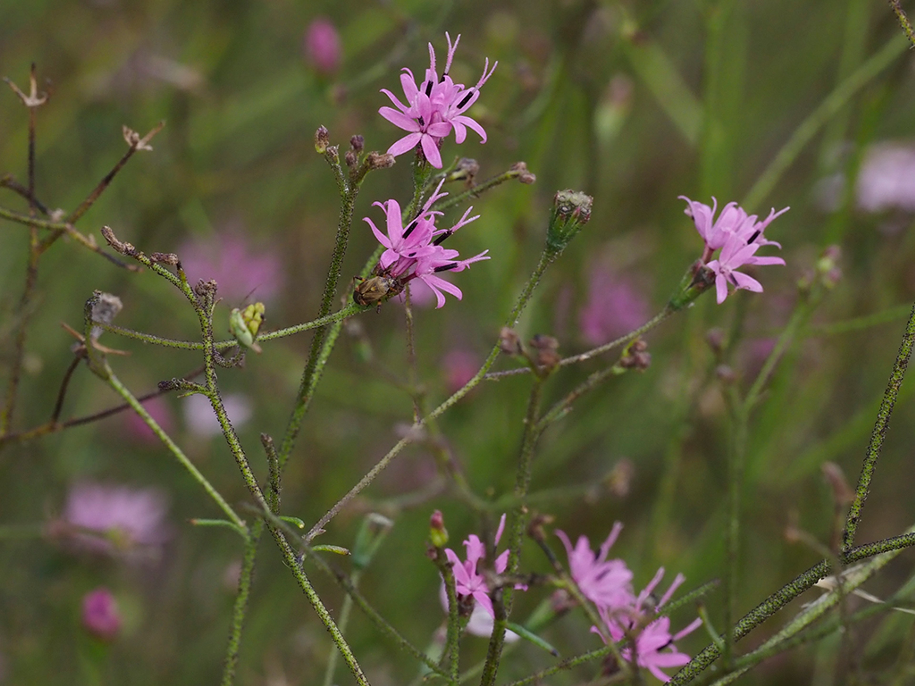 Palafoxia callosa