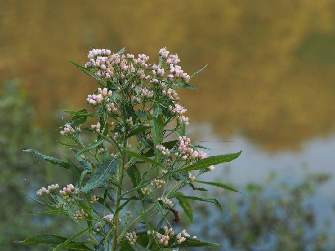 Pond bank