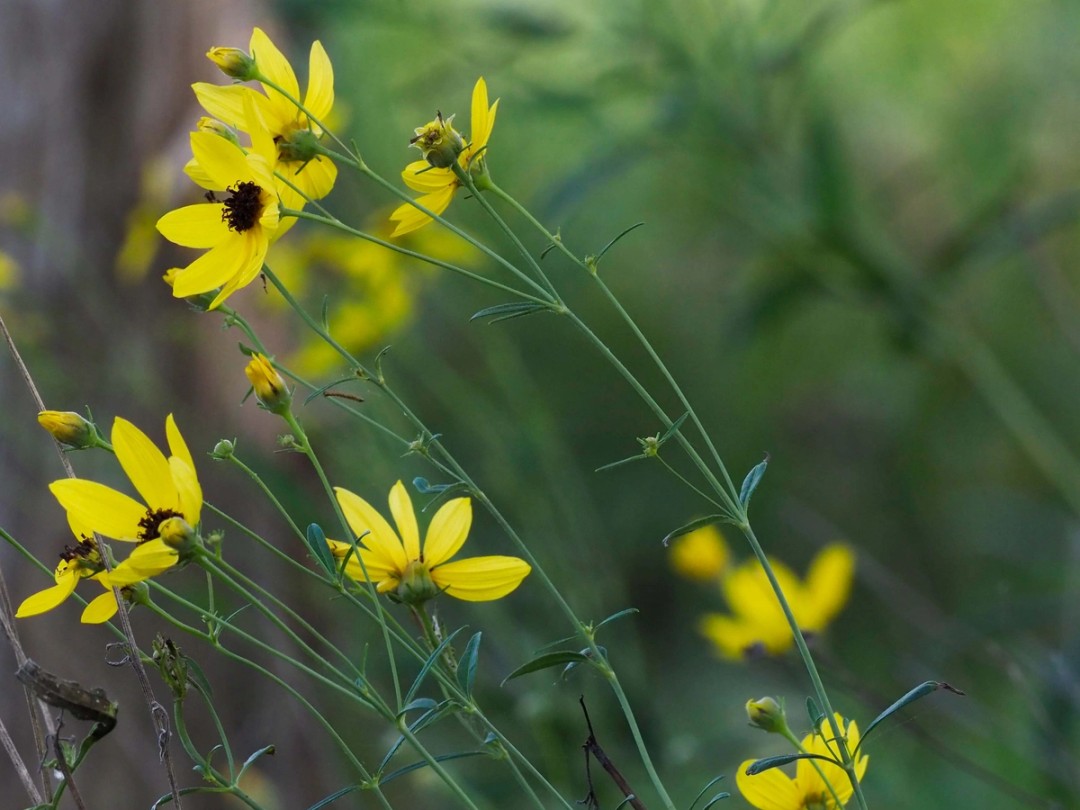 Stem and flowers