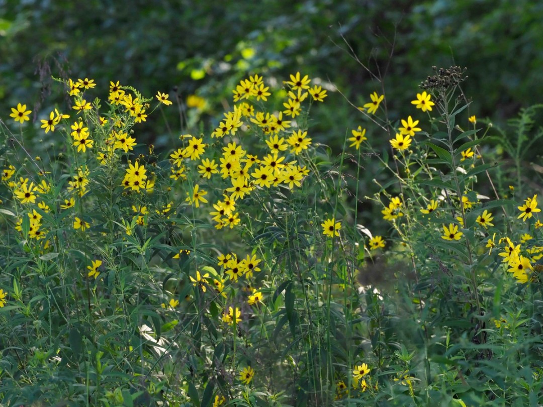 Many simultaneous blooms