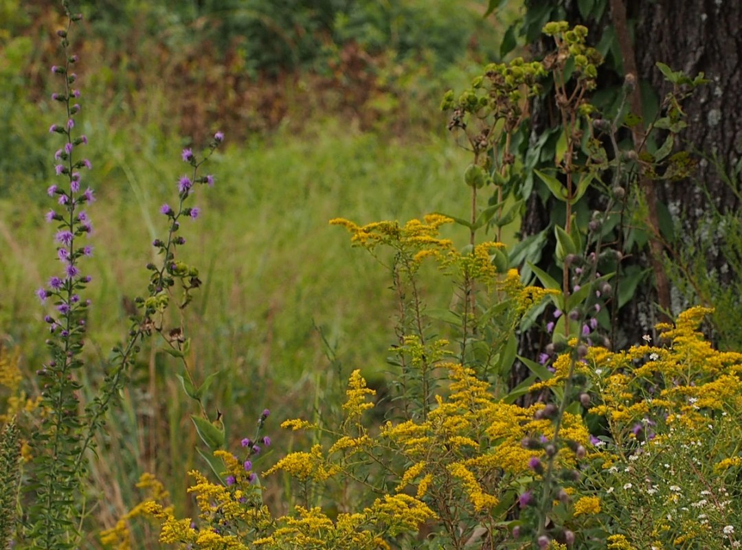 With Liatris scariosa, Solidago sp