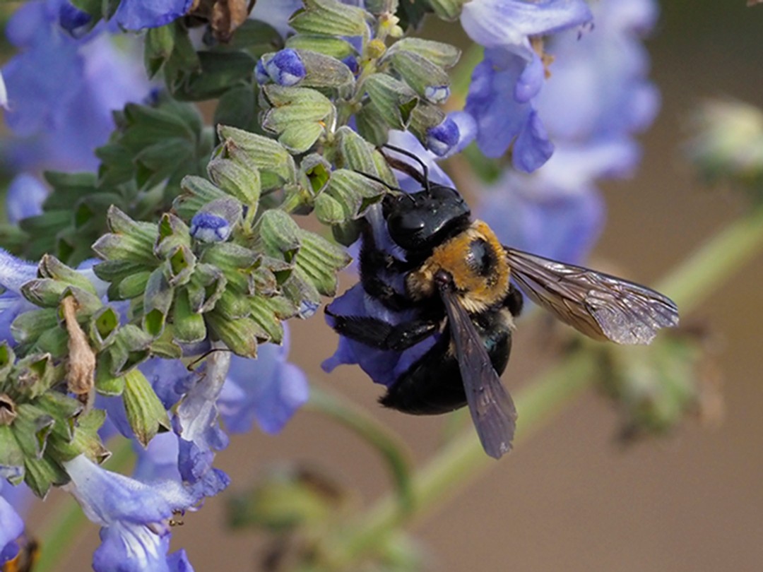 Carpenter bee nectaring