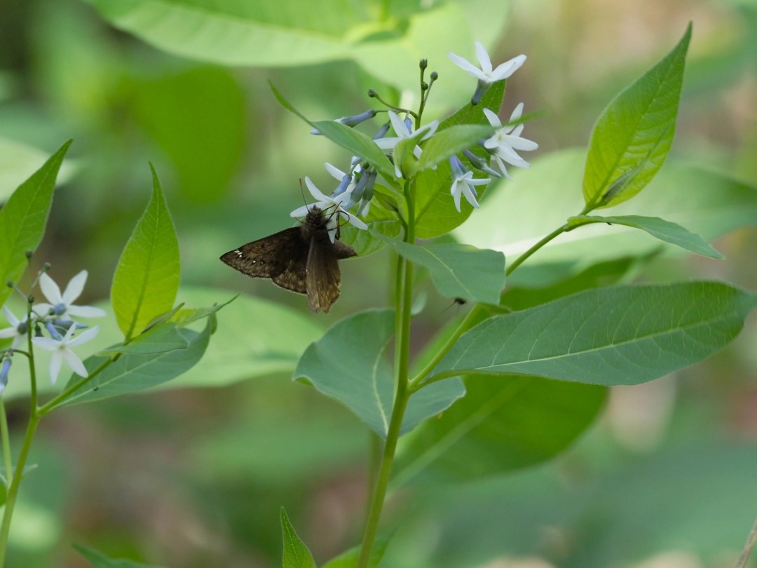 Horace's duskywing
