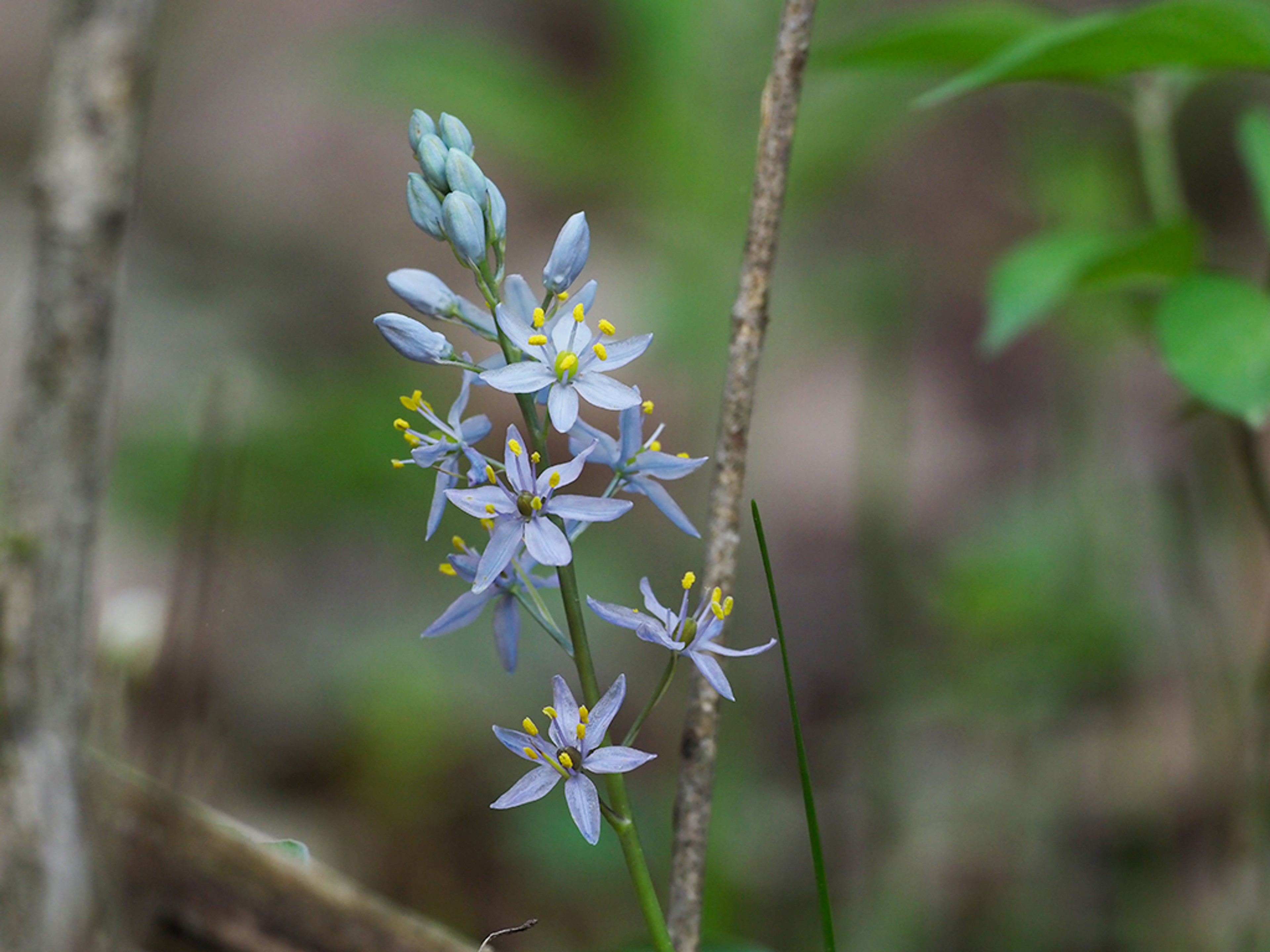 Camassia scilloides