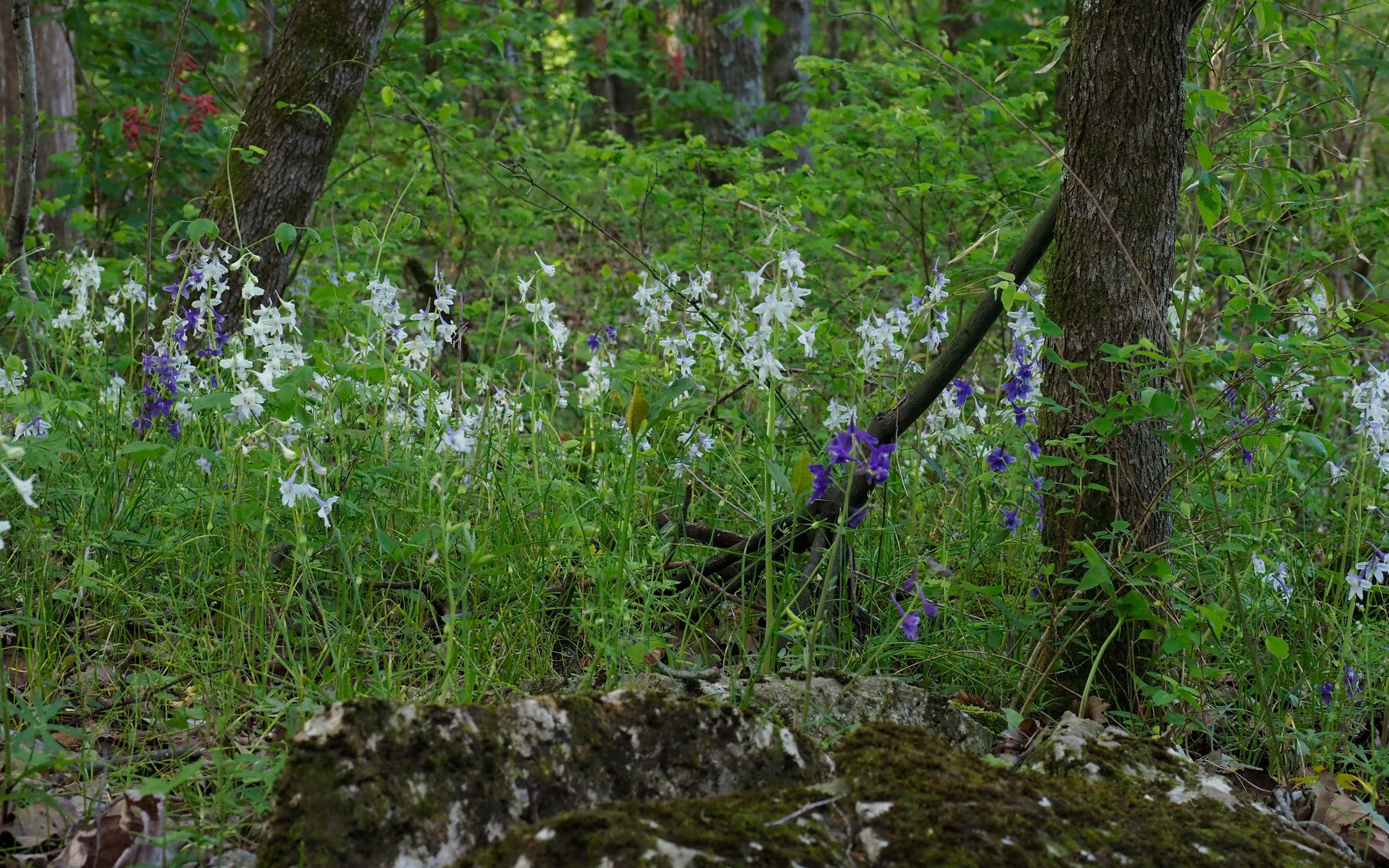 Purple flowers of Delphinium tricorne