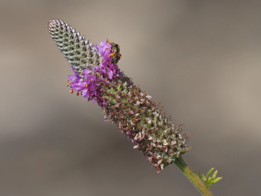 Flowering from base to tip