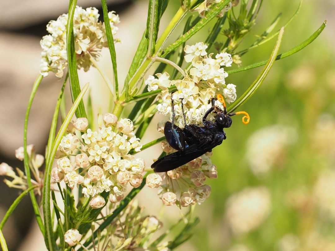 Genus Pepsis (New World Tarantula-hawk wasp)