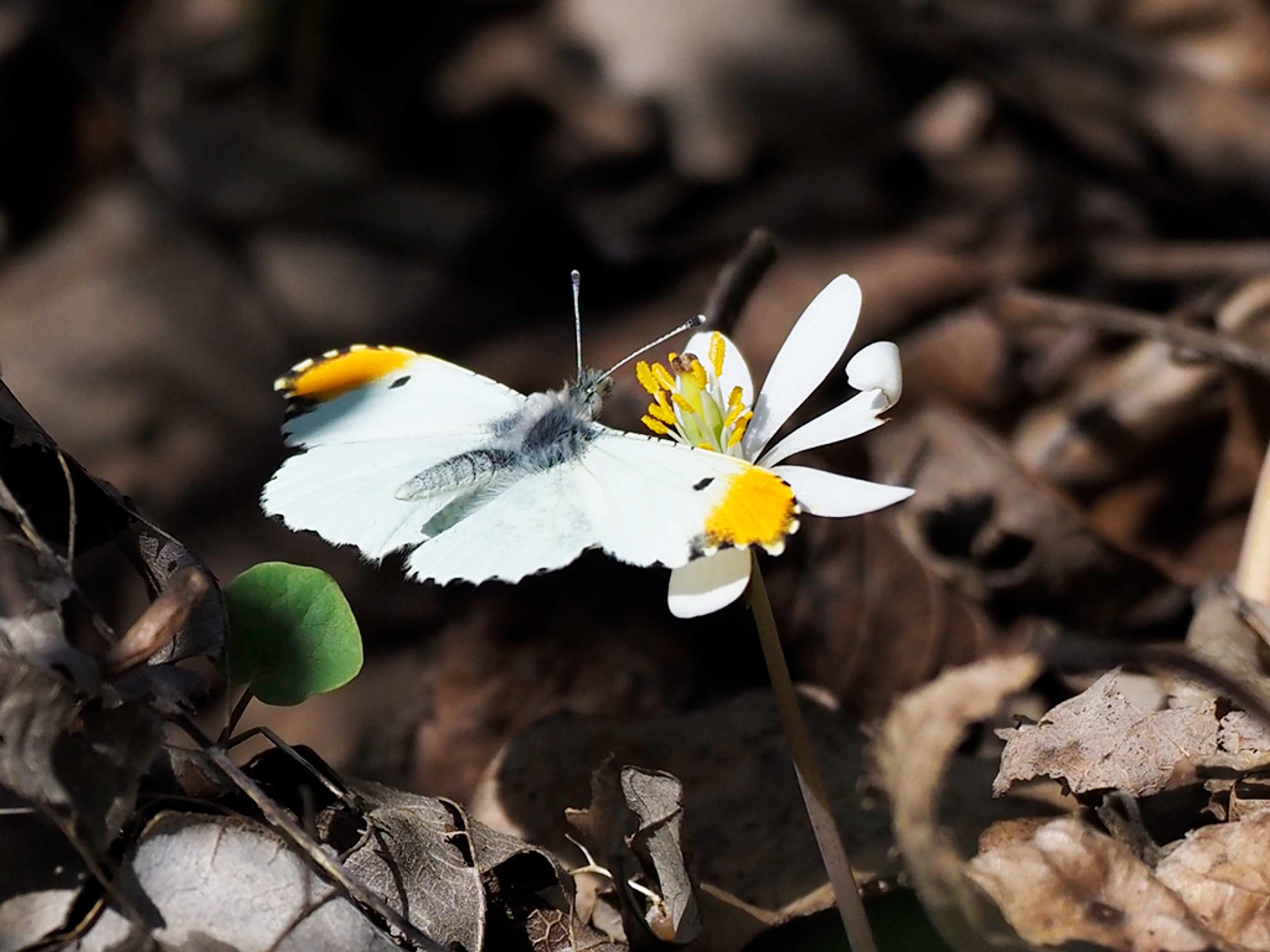 Male Falcate orangetip butterfly investigating Bloodroot flower