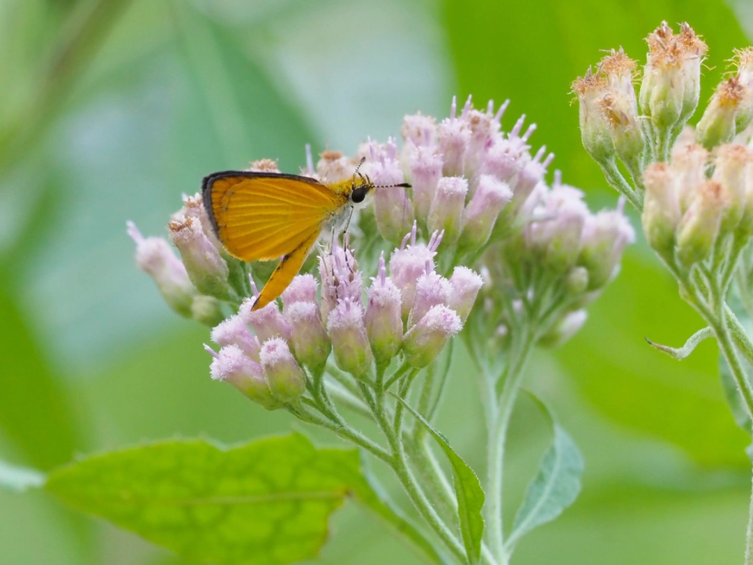Least skipper