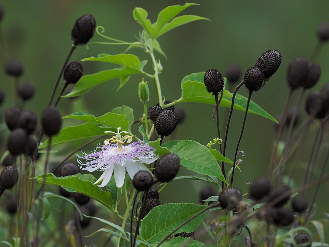 Flowering next to Gray-headed Coneflower