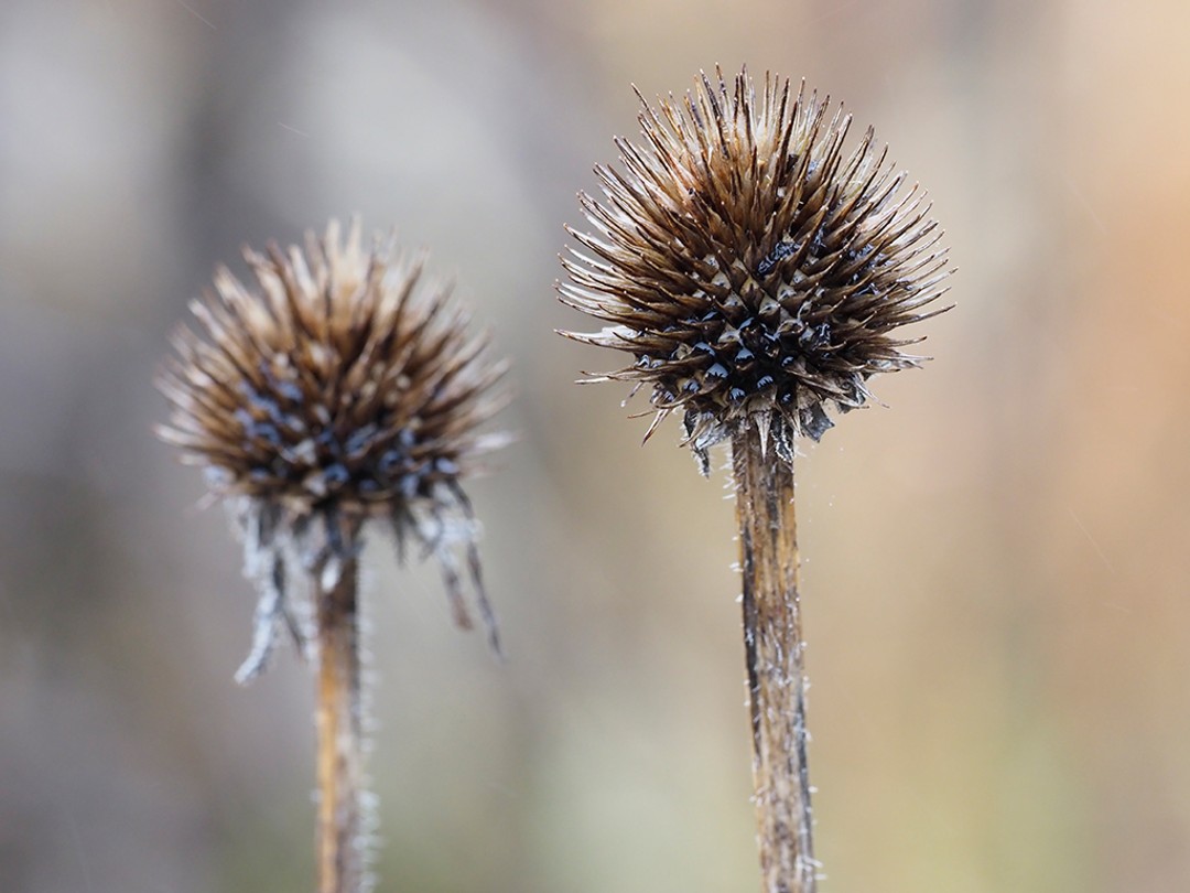 Winter seed head