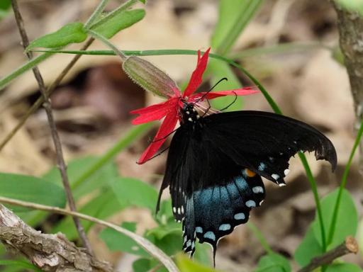 Pipevine Swallowtail butterfly