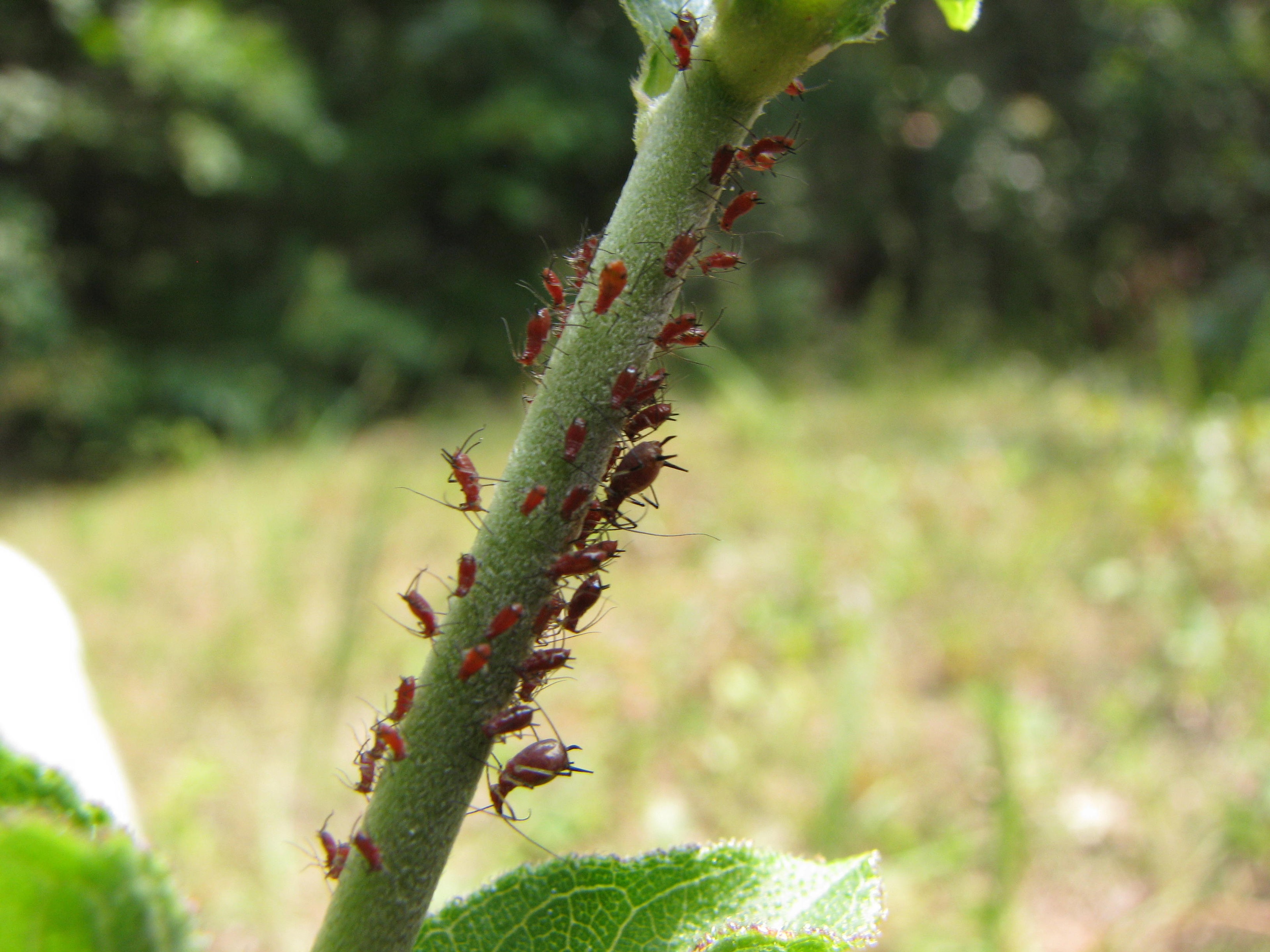 Aphids