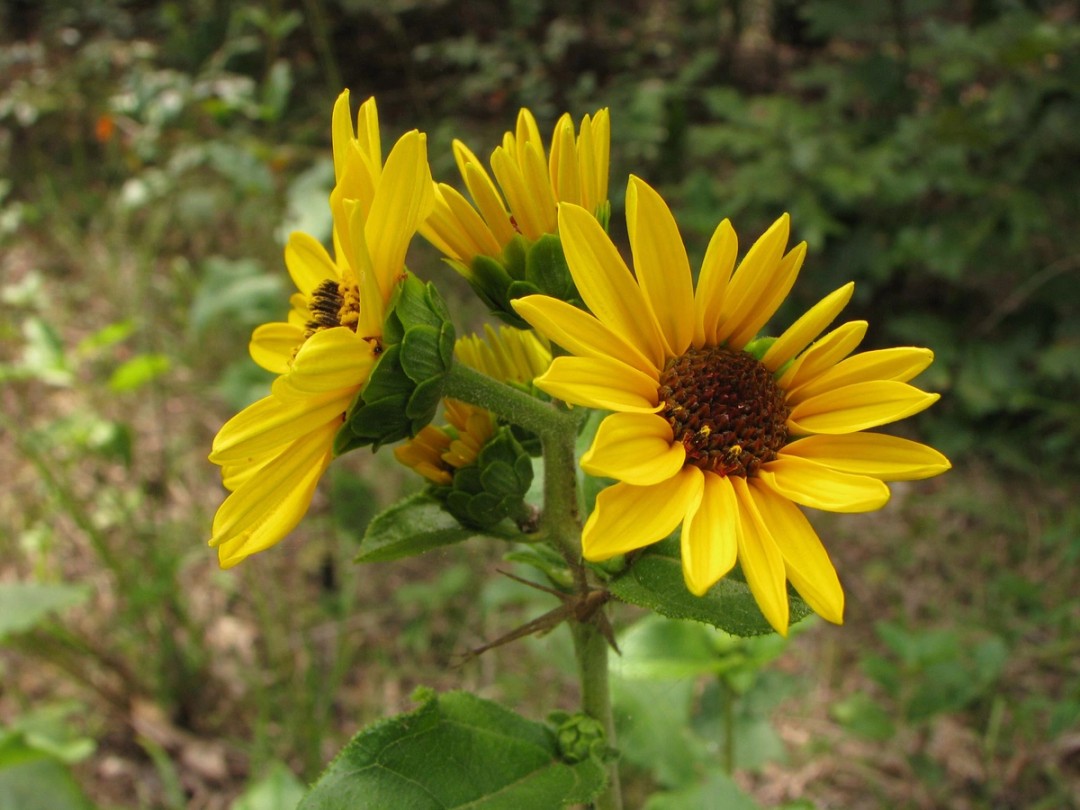 Ozark sunflower (Helianthus silphioides)