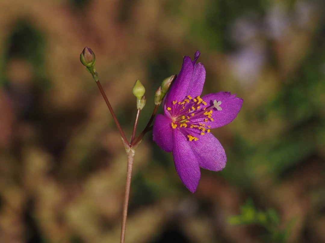 Yellow stamens