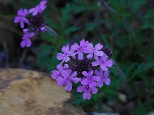 Notched petals