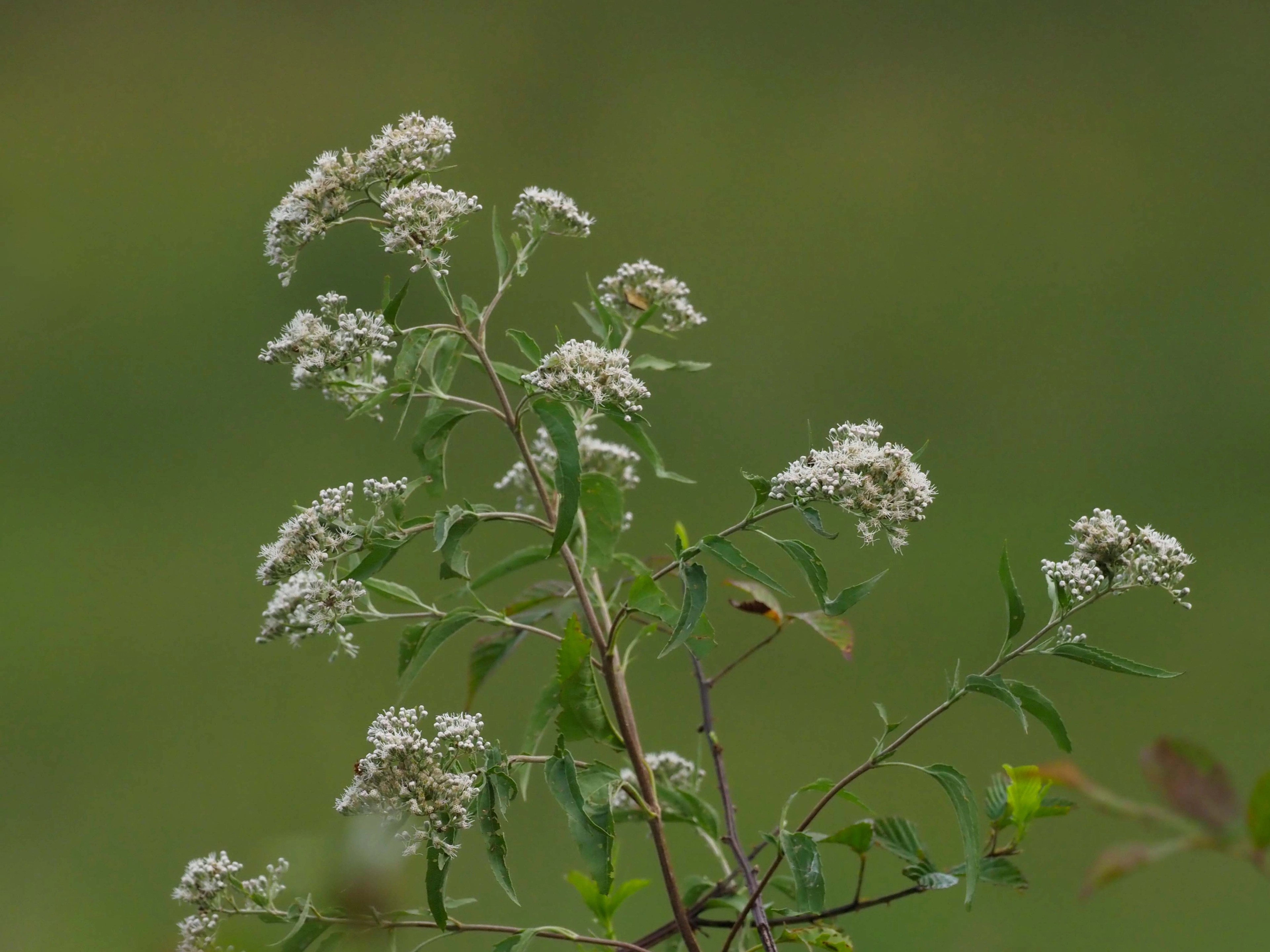 Eupatorium serotinum