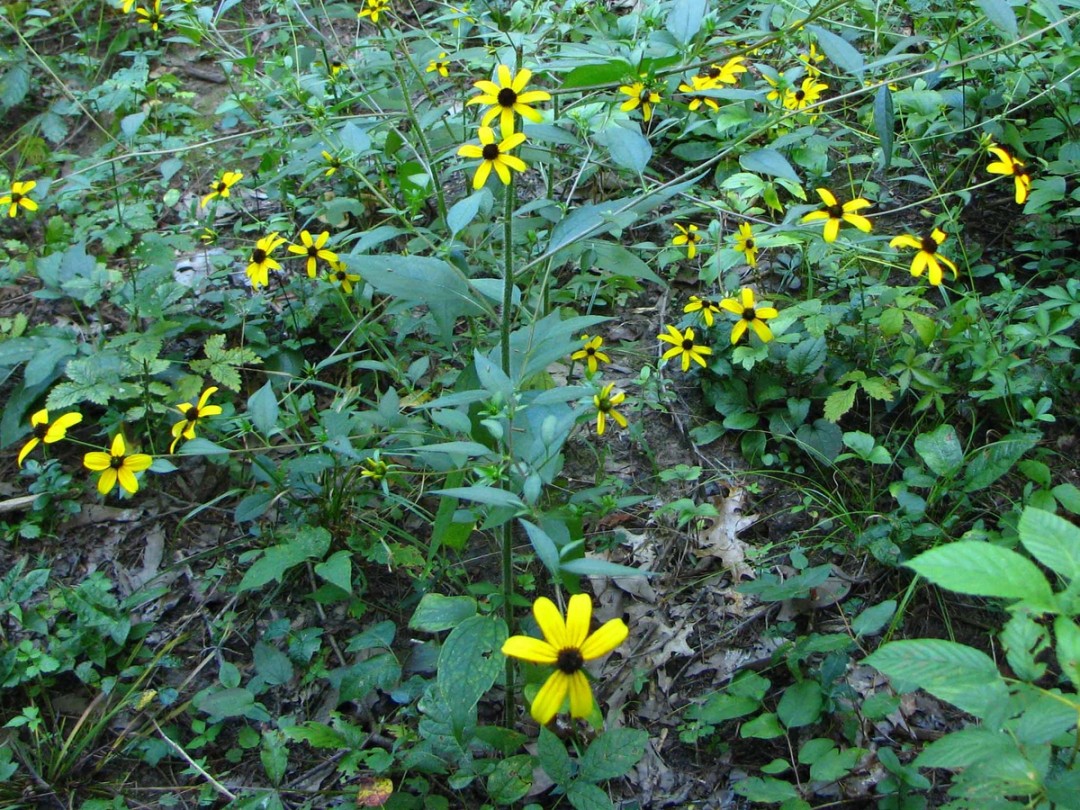 Rudbeckia triloba