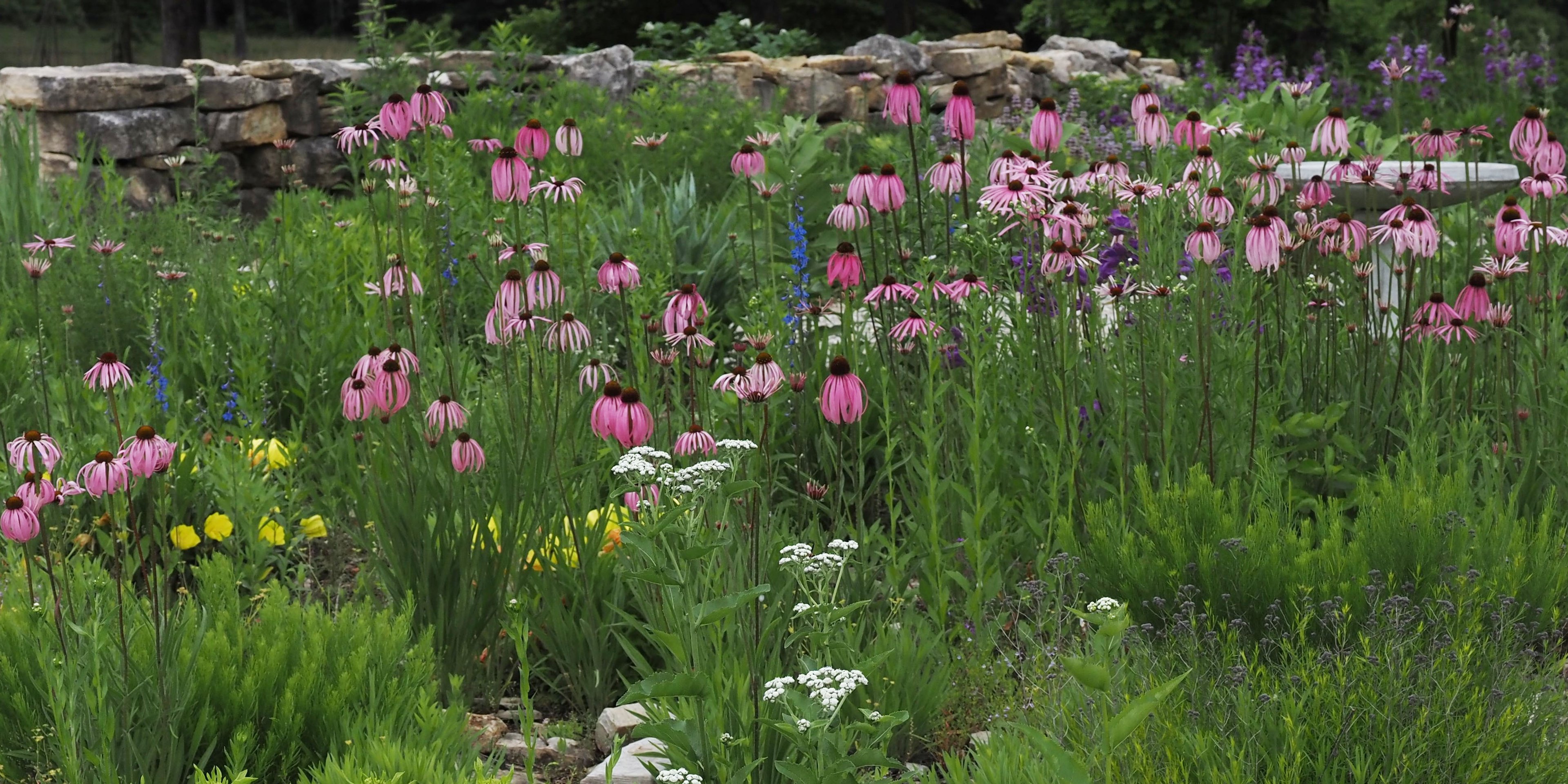 Echinacea simulata with flower companions