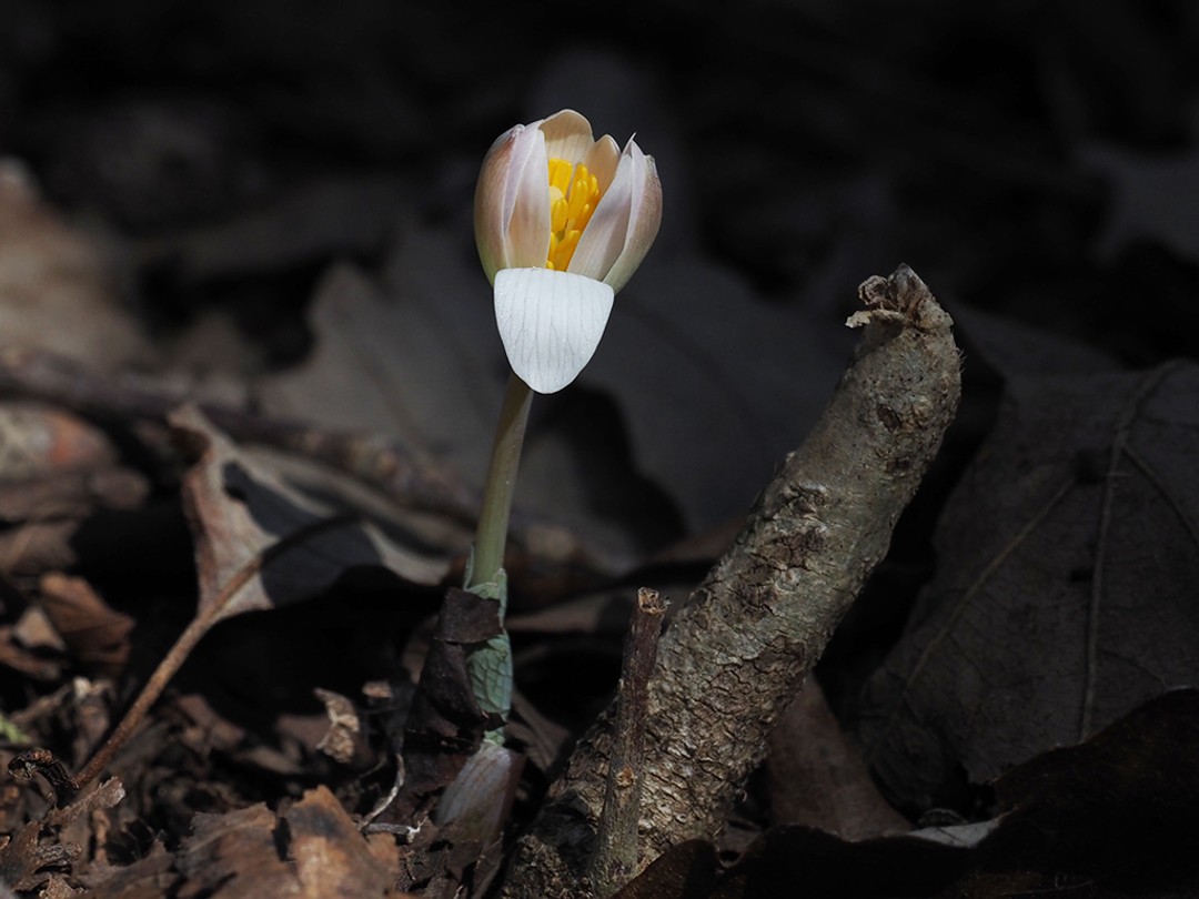 Flower partially open