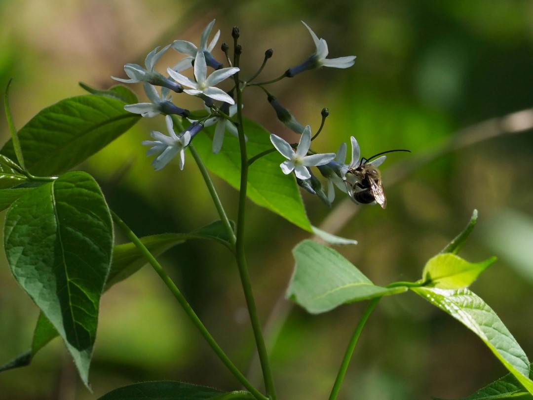 Long-horned bee (Genus Eucera)