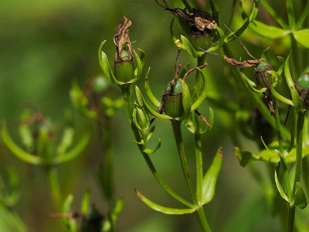 Unripe fruits