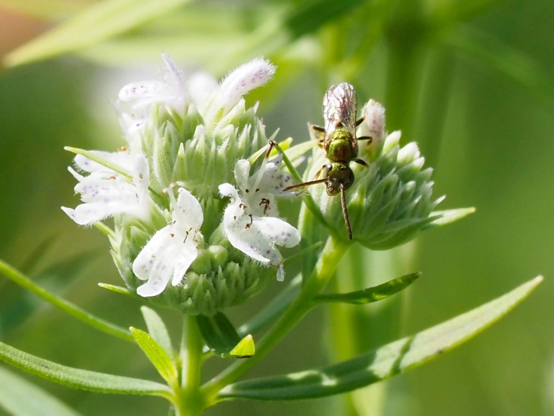 Green sweat bee
