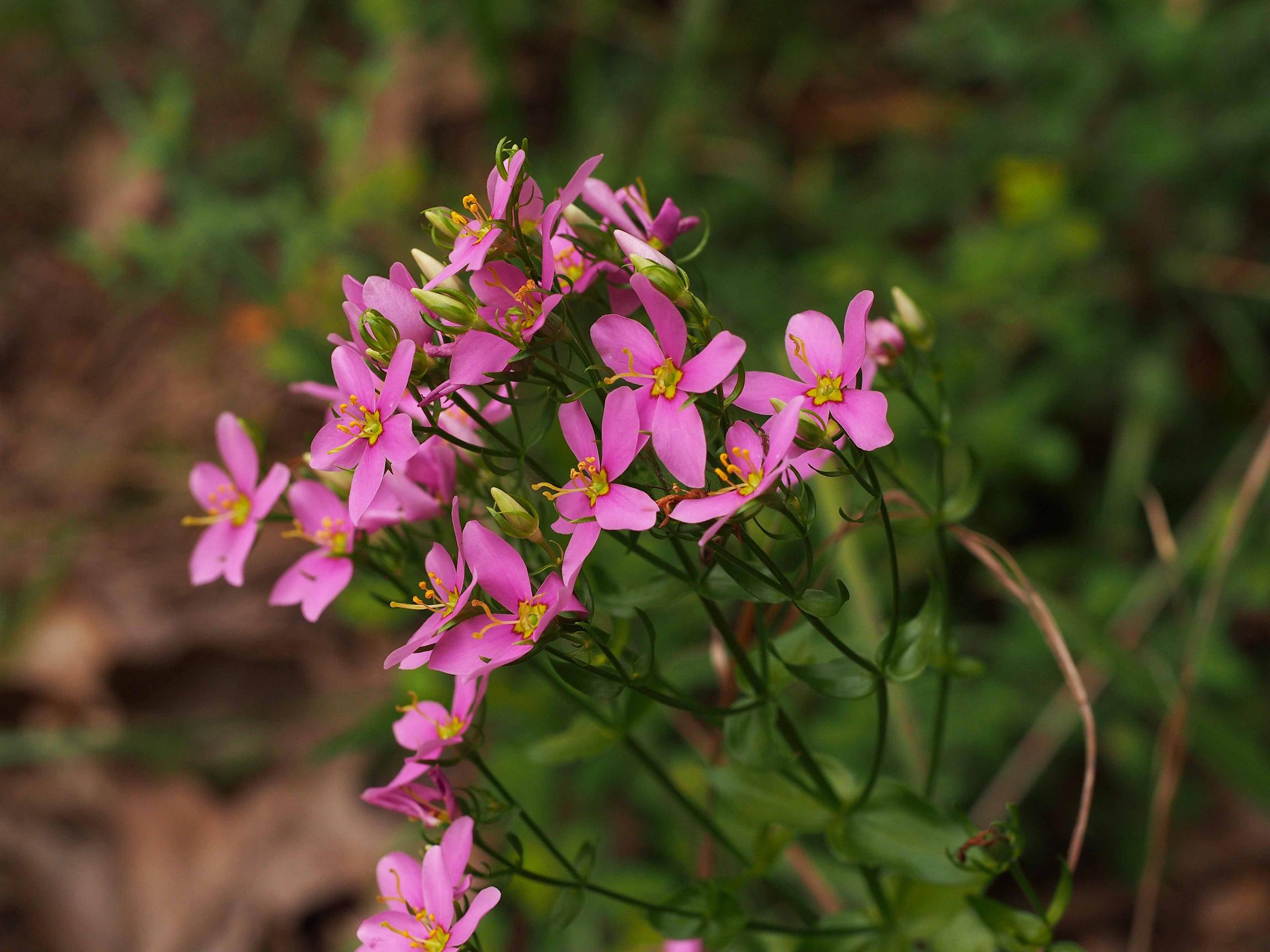 Pink flowers